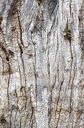 Old tree trunk textured bark. Natural abstract background Stock Photo