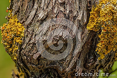 Old tree trunk with yellow lichen parietina xanthoria Stock Photo