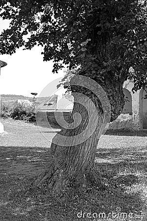 Old tree. Typical rural landscape and peasant houses in the village Toarcla, Tartlau, Transylvania, Romania. Stock Photo