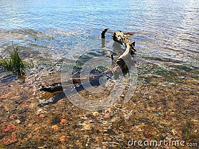 Old tree in water Stock Photo