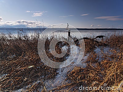 Old tree in water landscape Stock Photo