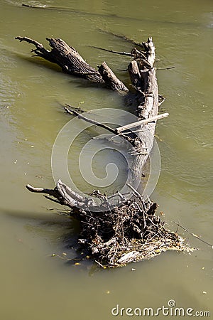 Old tree in water stream after flood Stock Photo