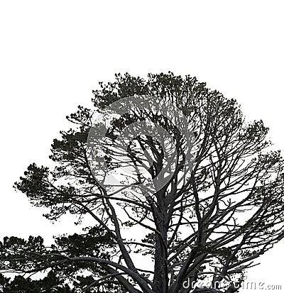 Old tree on white background-hobbiton Stock Photo