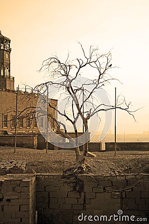 Old tree whose roots survived the castle Stock Photo