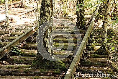 Old trees growing through a railway Stock Photo