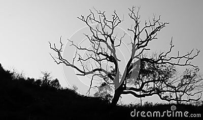 Old trees silhouette Stock Photo