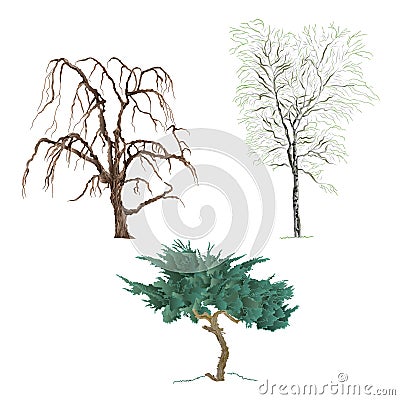 Old trees willow mountain Cupressus and birch vector Vector Illustration