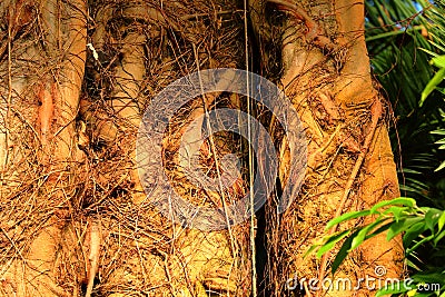 Old tropical tree. Large trunk. Visible big roots with a beautiful complex patterns. Texture of the tree. Bark background. Fairy f Stock Photo