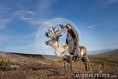 Old Mongolian man riding a reindeer. Stock Photo