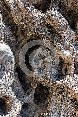 Old twisted wood of an olive tree Stock Photo