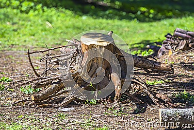 Old uprooted tree stump in forest. Dead stump torn with roots deforestation, ecology Stock Photo
