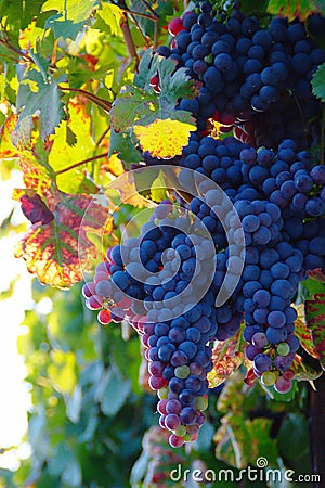 Old Vine's Grape In Sunset Stock Photo