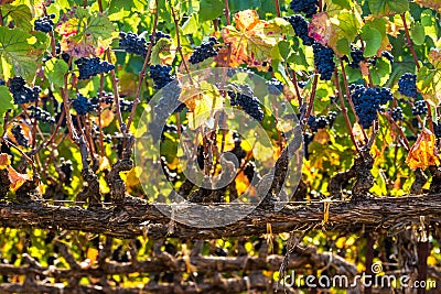 Old Vine Red Grapes Stock Photo