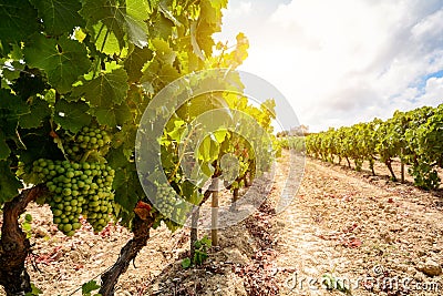 Old vineyards with red wine grapes in the Alentejo wine region near Evora, Portugal Stock Photo