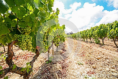 Old vineyards with red wine grapes in the Alentejo wine region near Evora, Portugal Stock Photo