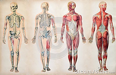 Old vintage anatomy charts of the human body Stock Photo