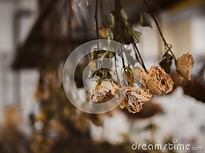 Old vintage dried roses flowers hanging upside down Stock Photo