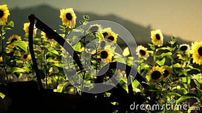 Old vintage style scythe and sunflower field Stock Photo