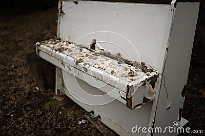 Old vintage white piano in a forest Stock Photo
