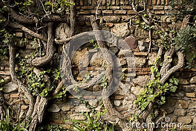 Old wall with vines Stock Photo