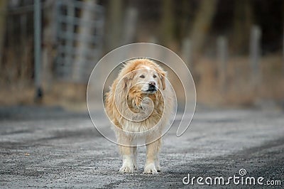 Old watchdog on road on gray day Stock Photo