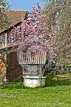 Old water well under blossom magnolia tree Stock Photo