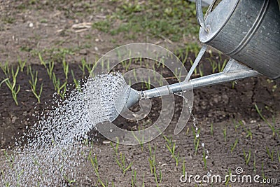 Old watering can in garden. Human watering the beds with onions in the garden. Farm life in the village Stock Photo