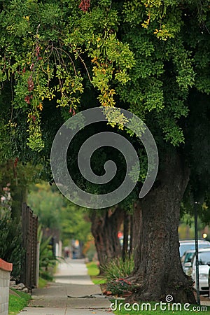 Old wayside trees Stock Photo