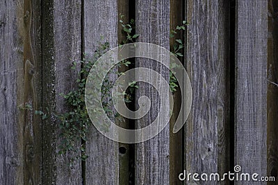 Old Weathered Knotty Pine Wood Fence with Foliage Stock Photo