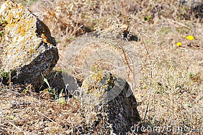 Old weathered stones covered with yellow lichens Stock Photo