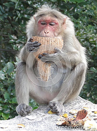 Old, white haired female rhesus monkey Stock Photo