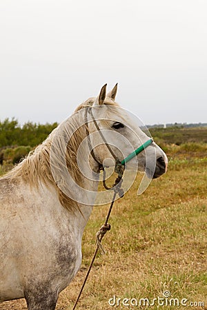 Old White Horse Stock Photo