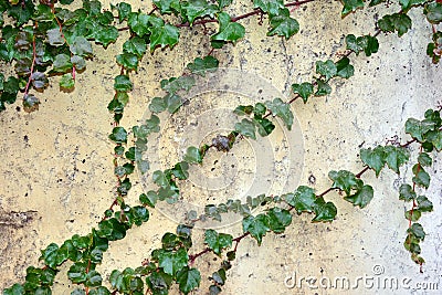 White wall with green leaves Stock Photo