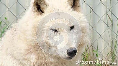 The Old White Wolf Does Not See with His Eyes. Vision Problems in Animals Stock Video - Video of wild, creature: 226449497 The Old White Wolf Does Not See with His Eyes. Vision Problems in Animals Stock Video - Video of wild, creature: 226449497