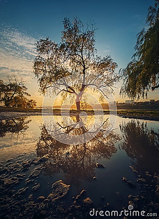 Old willow tree reflected in a water puddle against sunset background Stock Photo