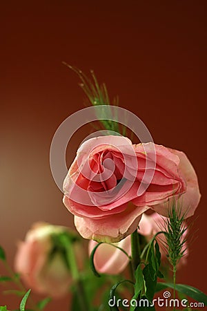 Old Wilted Pink Rose Stock Photo