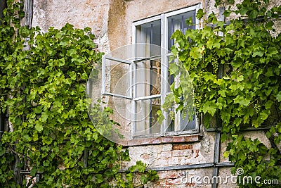 Old window with vine Stock Photo