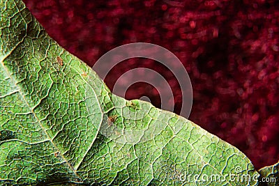 Old withered curve tree leaf macro on a red background Stock Photo