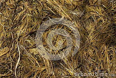 Old withered grass in water Stock Photo