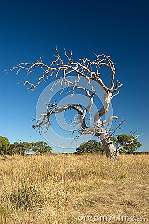 Old withered tree Stock Photo