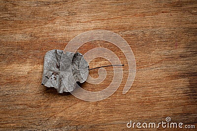 An old, withered twisted leaf from a tree, photographed on a cracked wooden surface. Symbolizes the old and the frailty of Stock Photo