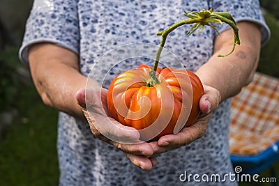 Old woman hands in close up show a big original biological natural tomato - healthy lifestyle for people - seasonal vegetarian Stock Photo