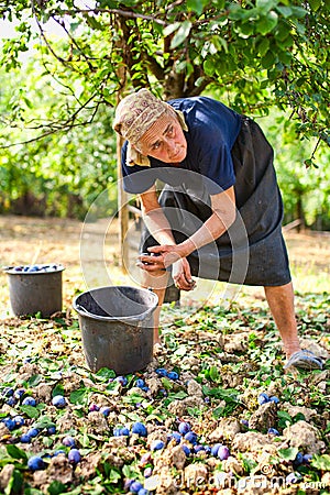 Old woman harvesting plums Stock Photo