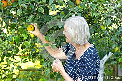 Old woman picking apples garden Stock Photo