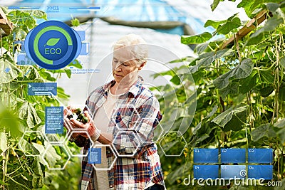 Old woman picking cucumbers up at farm greenhouse Stock Photo