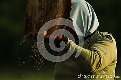 An old woman in a rice field separating grain in a traditional way Editorial Stock Photo