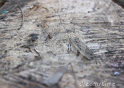 Old wood background image, brown close-up, copying free space Stock Photo