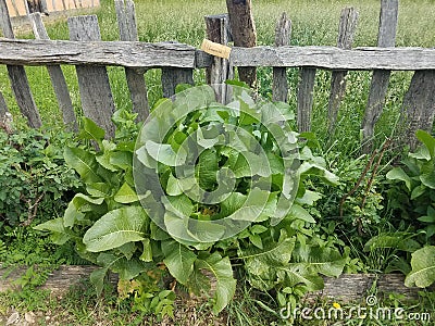 Old wood fence and green plants in garden with sign that says horseradish Stock Photo