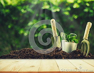 Old wood or flooring and plant in garden. Planting a small plant Stock Photo
