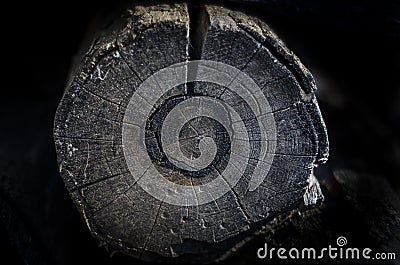 Old wood rings texture Stock Photo